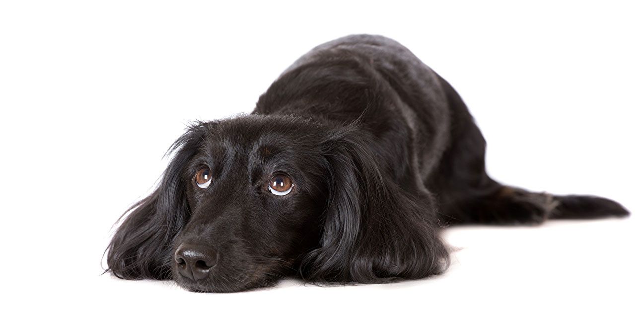 Pristine Paws Medway Dog Grooming Services